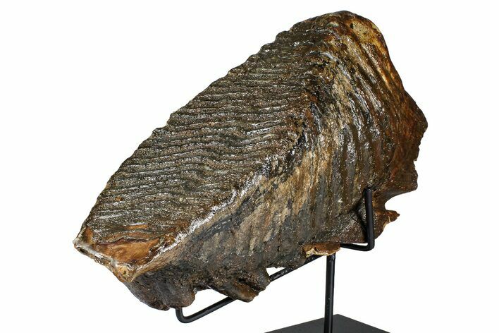 Woolly Mammoth Lower M Molar with Stand - North Sea Deposits #370336